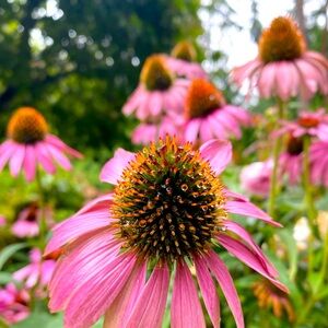 Meet your Posher, Lexa